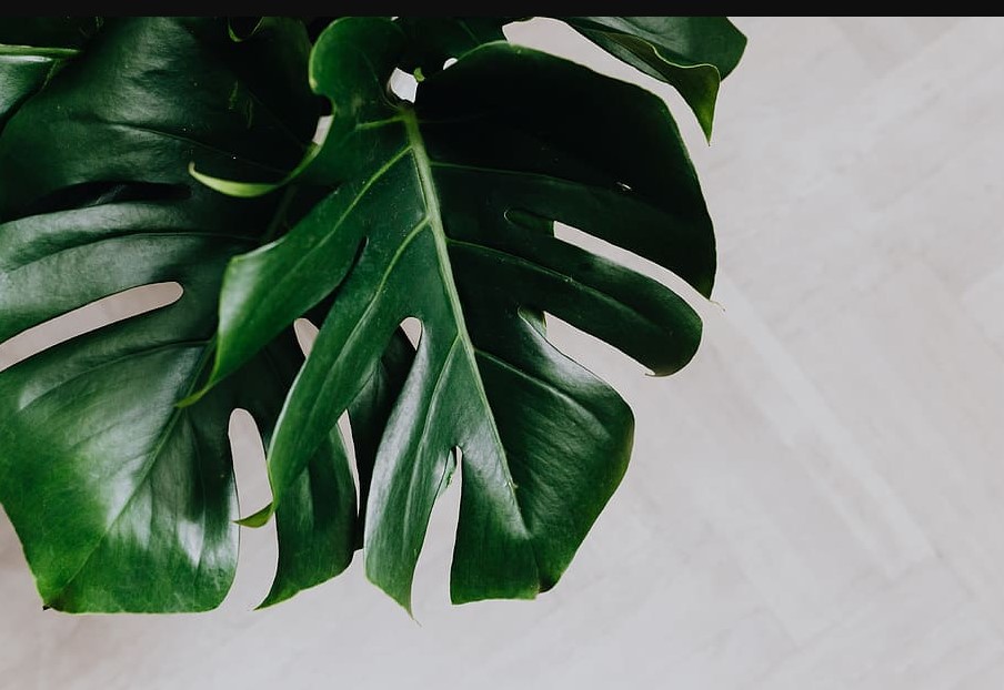 10 Indoor Table Plants for Home and Office to Liven Up Your Space